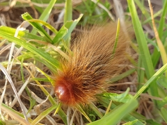 Phyllalia patens
