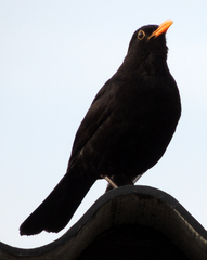 Turdus merula
