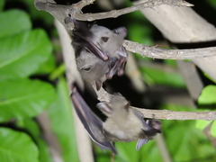 Cynopterus sphinx