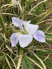 Iris unguicularis
