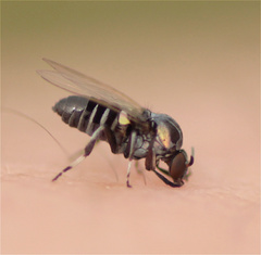 Simuliidae