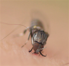 Simuliidae
