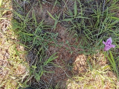 Dicerocaryum senecioides