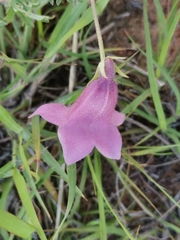 Dicerocaryum senecioides