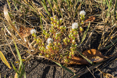 Symphyotrichum ciliatum