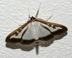 Cydalima perspectalis