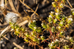 Symphyotrichum ciliatum