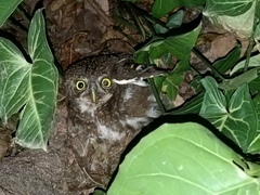 Glaucidium cuculoides