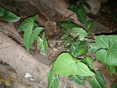 Glaucidium cuculoides