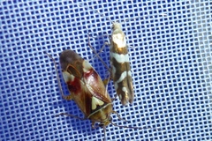 Argyresthia goedartella
