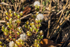 Symphyotrichum ciliatum