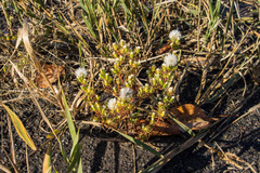 Symphyotrichum ciliatum