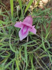 Dicerocaryum senecioides