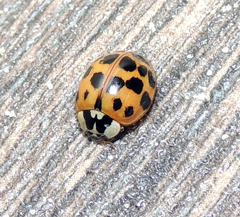 Harmonia axyridis