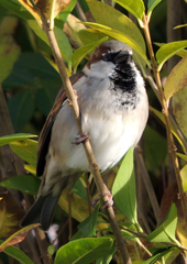 Passer domesticus