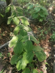 Dioscorea dregeana