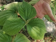 Dioscorea dregeana