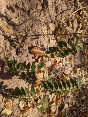 Glycyrrhiza lepidota