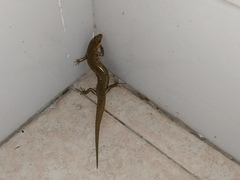 Plestiodon chinensis