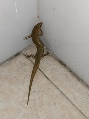 Plestiodon chinensis