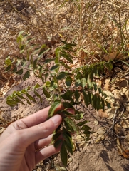 Glycyrrhiza lepidota