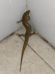 Plestiodon chinensis