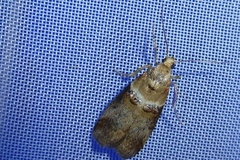 Acrobasis tumidana