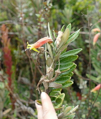 Siphocampylus columnae