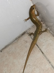 Plestiodon chinensis