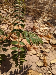 Glycyrrhiza lepidota