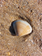 Anomalocardia flexuosa