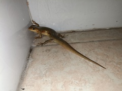 Plestiodon chinensis