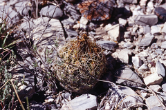 Coryphantha glanduligera