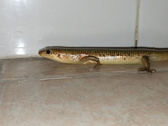 Plestiodon chinensis