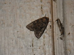 Aseptis fumosa