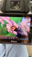 Thyropygus allevatus