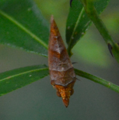 Oraesia emarginata