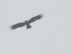 Ictinaetus malaiensis