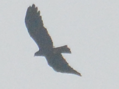 Ictinaetus malaiensis