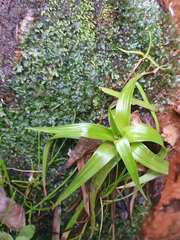 Juncus lomatophyllus