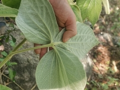 Dioscorea dregeana