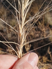 Elymus elymoides