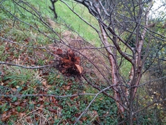 Podosphaera phytoptophila