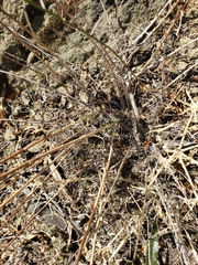 Gutierrezia californica
