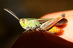 Stenobothrus lineatus