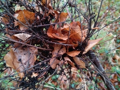 Podosphaera phytoptophila