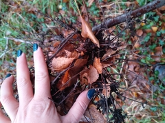 Podosphaera phytoptophila