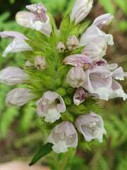 Cedronella canariensis