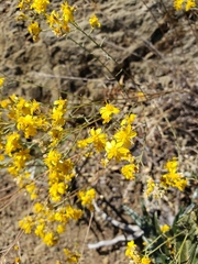 Gutierrezia californica