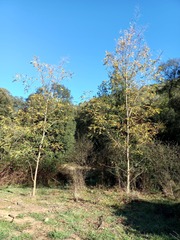Robinia pseudoacacia